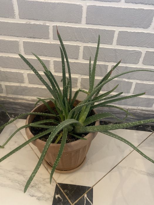 Домашние цветы