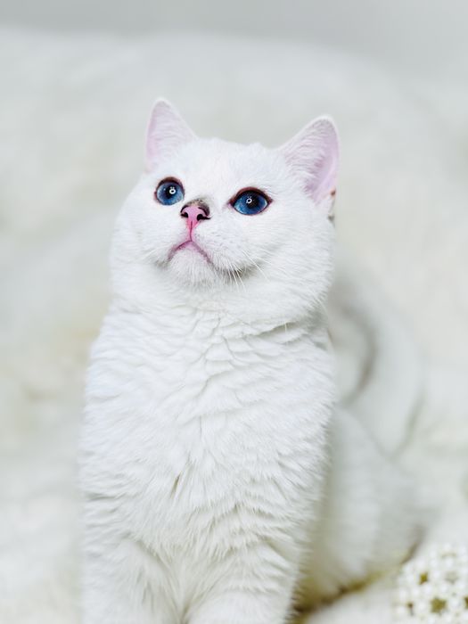 продается чистокровный кот