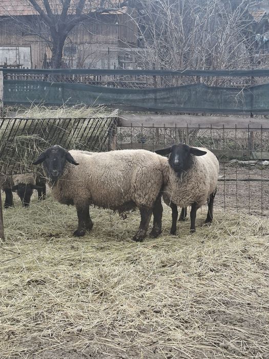 Disponibil berbec si oaie cu doua miele