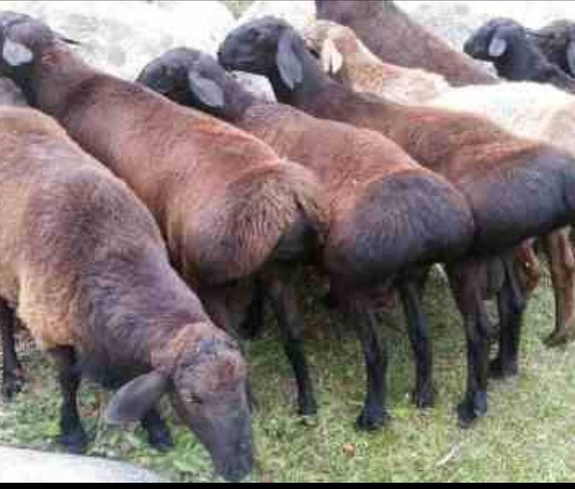 Арашан зотли  кучкор кузилари