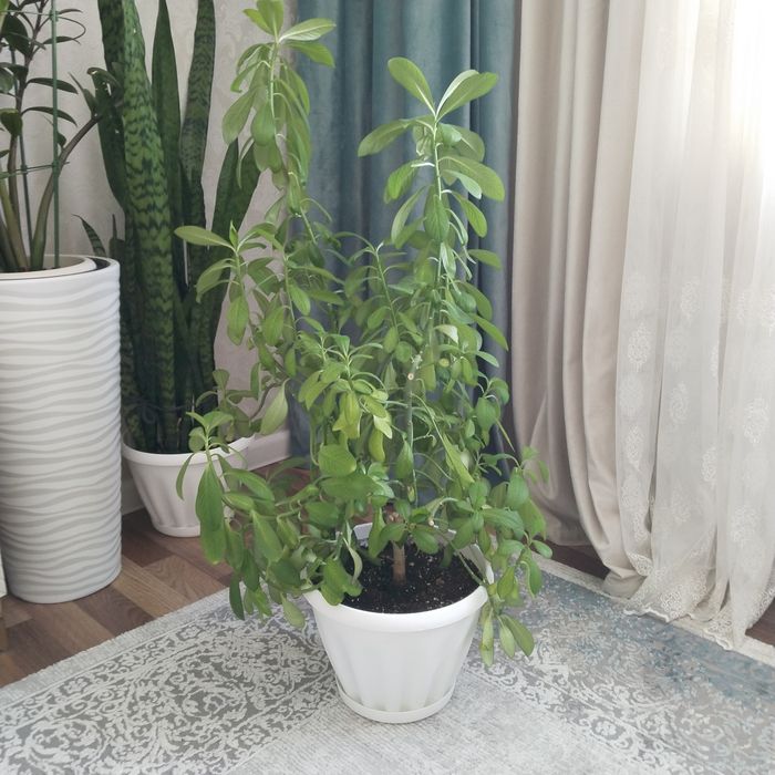 Продам домашний растения