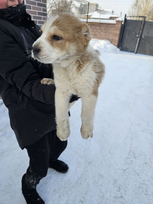 Тобет күшік еркек