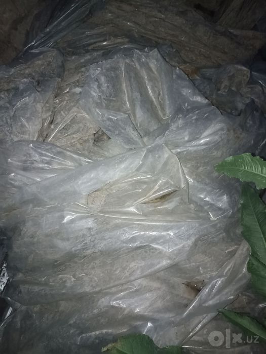 Salafan Pakitlar Stirech Salafanlar Rangli Bilok Olamiz