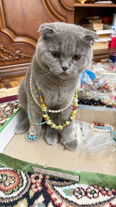 Продается кошка