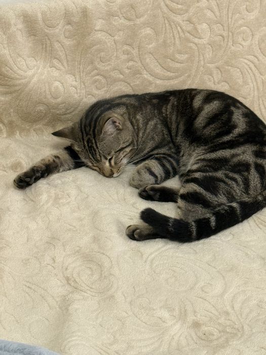 Потерялся кот Феликс