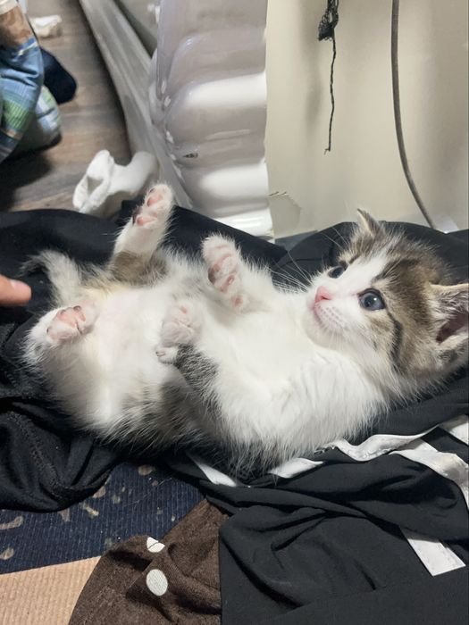 Котёнок Левушка