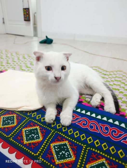 Котенок в добрые руки