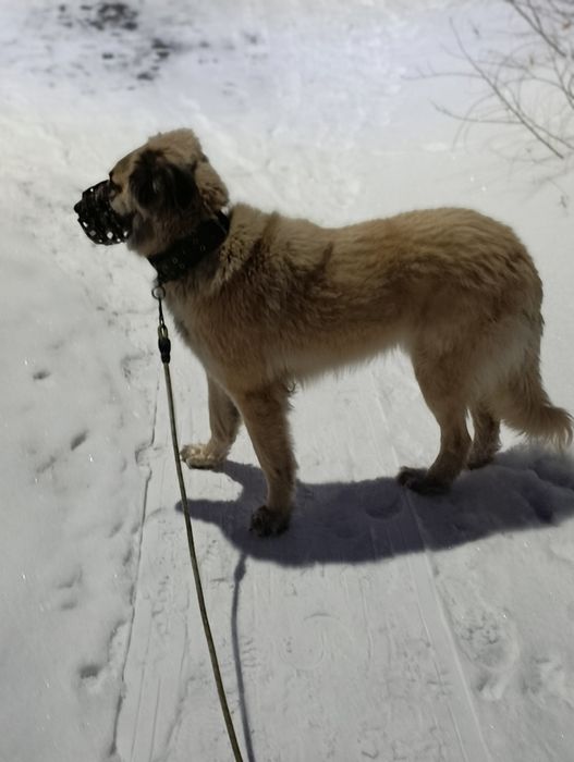 Выгул собак ! ! !