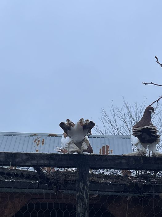 Porumbei Volga Maturi