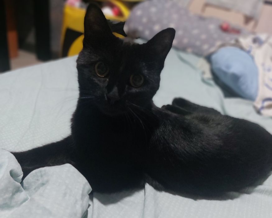 Кошка в добрые руки