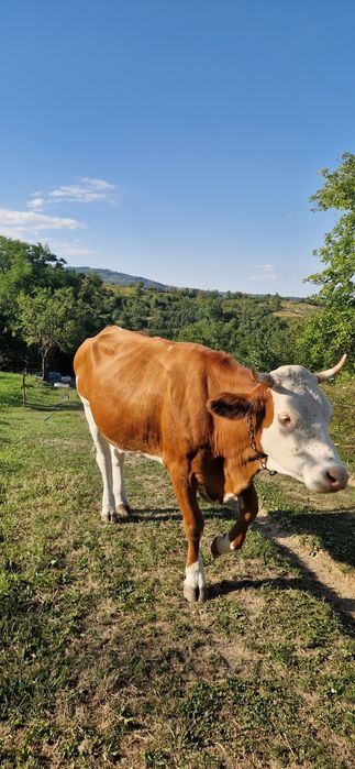 Vacă in vârstă de 4 ani