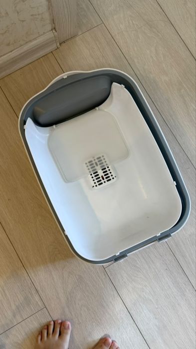 Котенок Вислоухий британец
