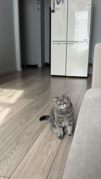 Отдам котика в хорошие руки