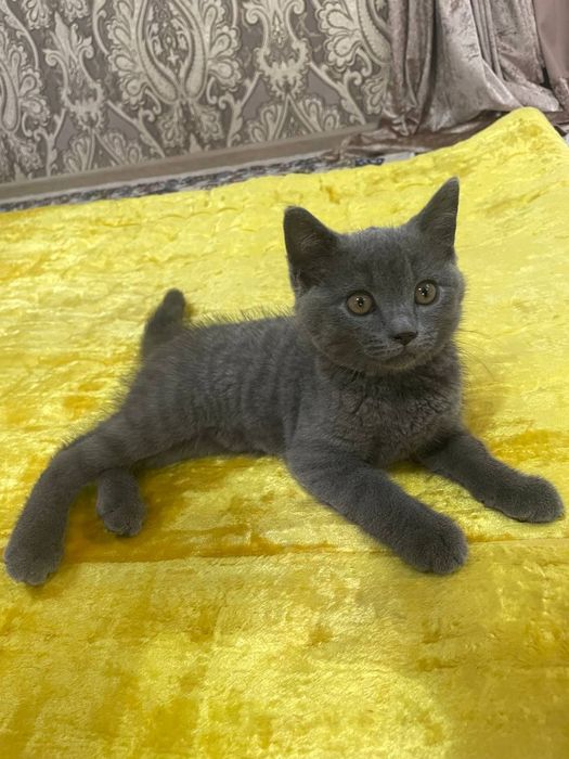 Британская кошка 2 месяц