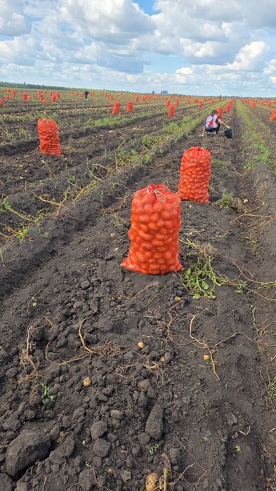 Продам картофель Галла