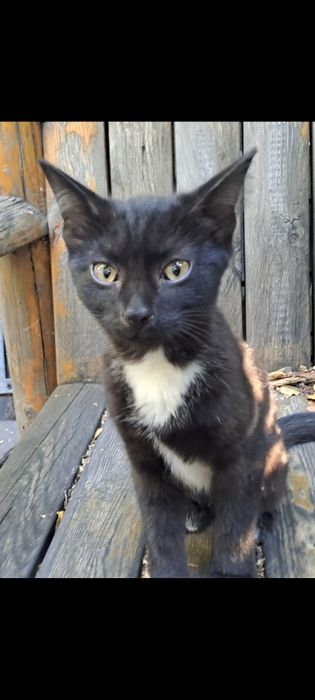 Котята две девочки! В добрые руки!