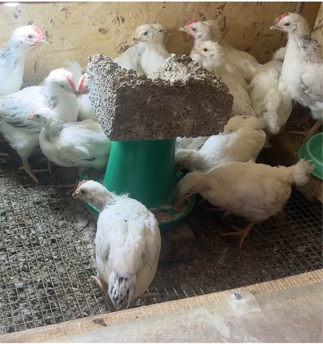 Адлер балапандары сатылады