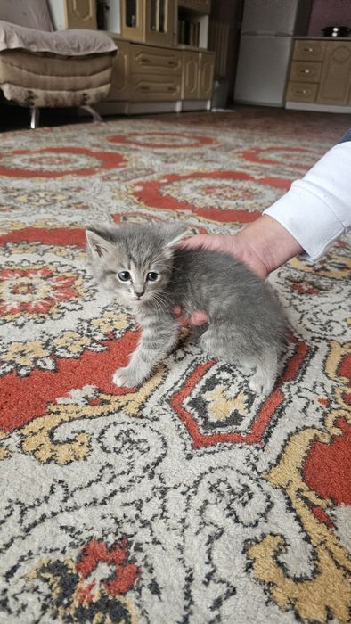 Бесплатно котята