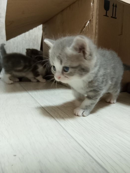 Продаются очаровательные котята
