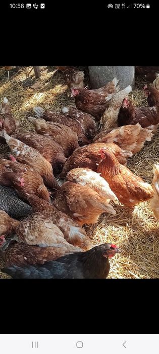 Vând Gaini Rosi outoare