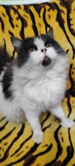 Милая кошечка ищет любящие ручки!