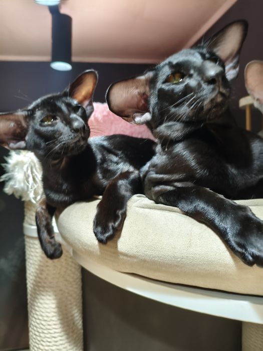 Ориентальные котята