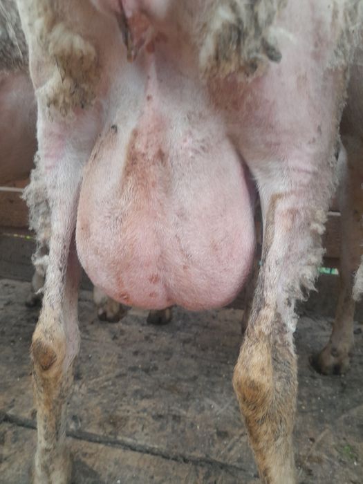 Oi lacune disponibile bune de lapte