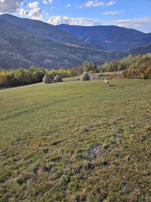 Inchiriez sau vand teren intravilan Muntele Rece - 10524 mp