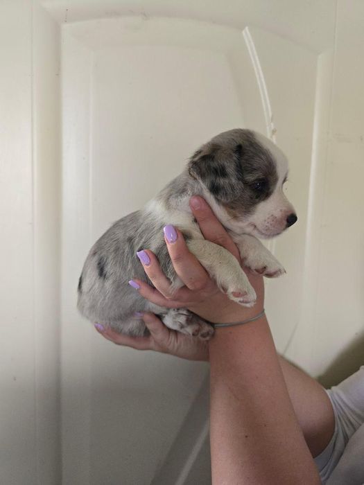 Продам щенков корги кардиган