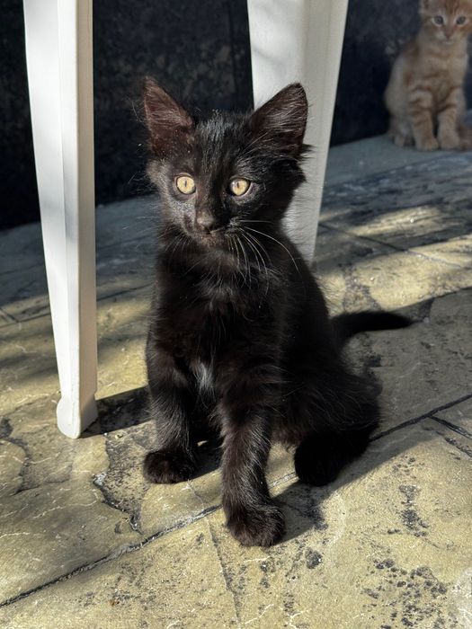 Котенца на 2 месеца