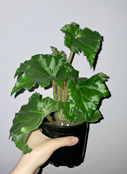 Бегония с крупными листьями