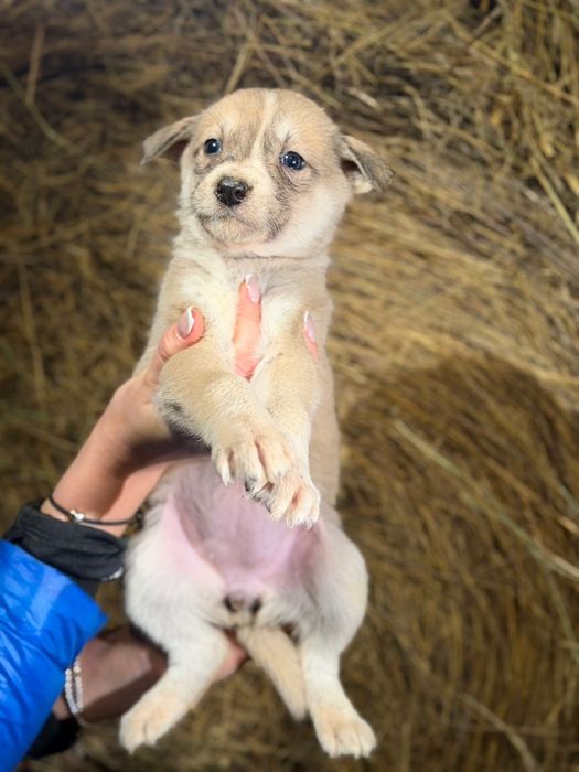 Отдам щенков в добрые руки