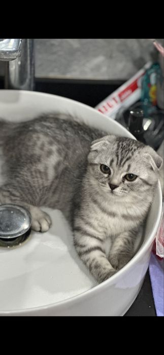 Котенок Британка