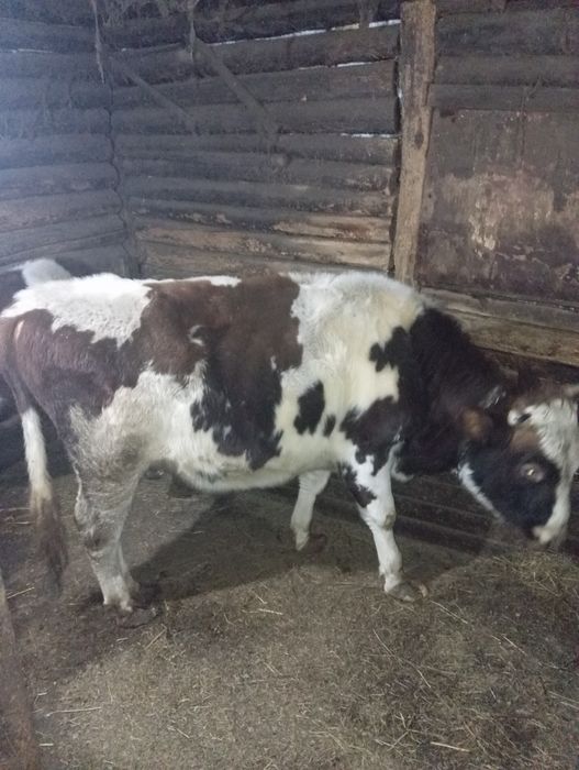 Продам быка 3 года.