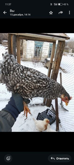 Тауық гарантия Амрокс