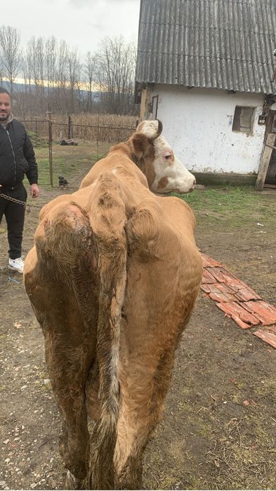 Vand vaca pt abator vaca mai are 8 litri de lapte pe zi