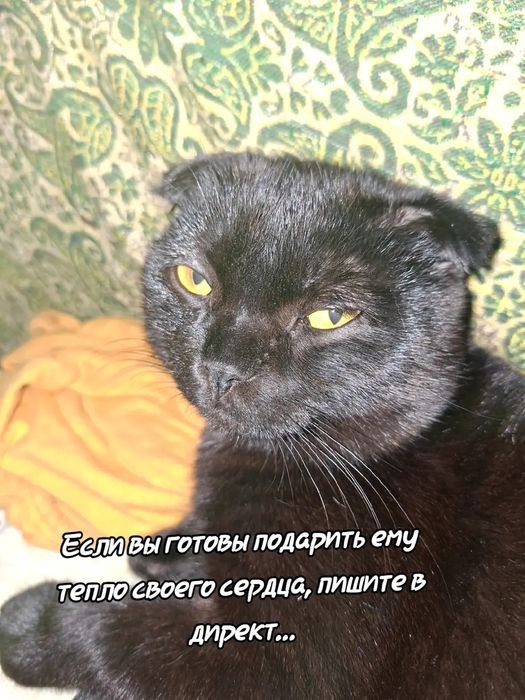 Срочно Ищем семью для этого статного парня.