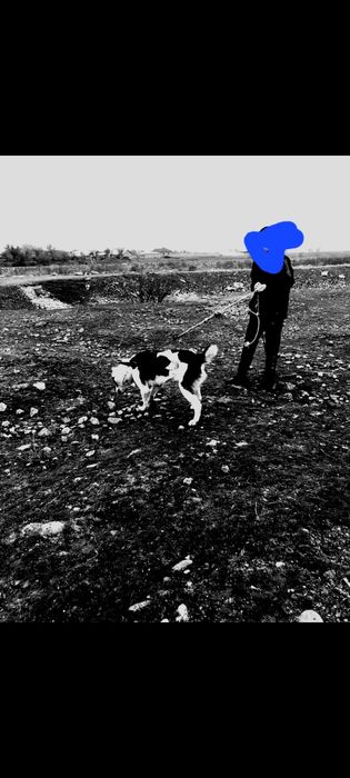 Таза қанды алабаи сатылады