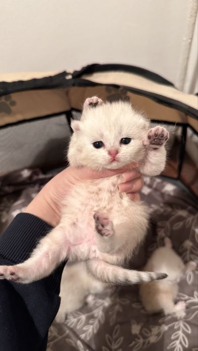 Продаю шотландских котят котенок кошка