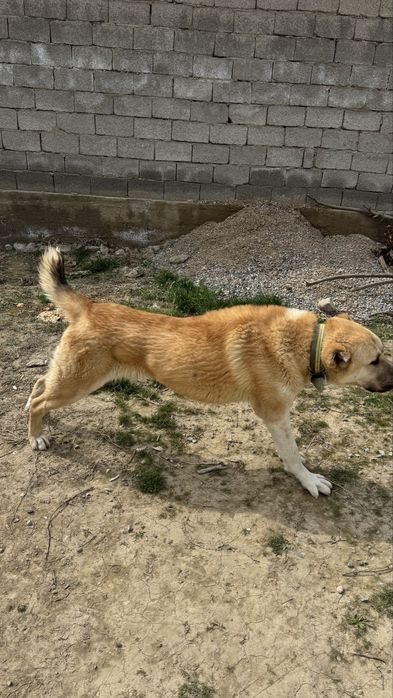 Қазақы төбет сатылады