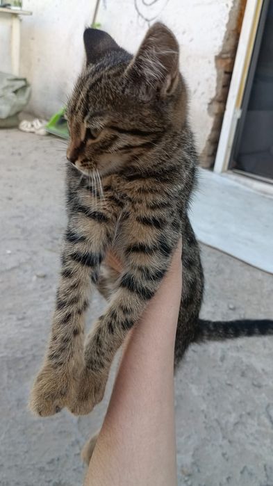 отдам бесплатно котенка