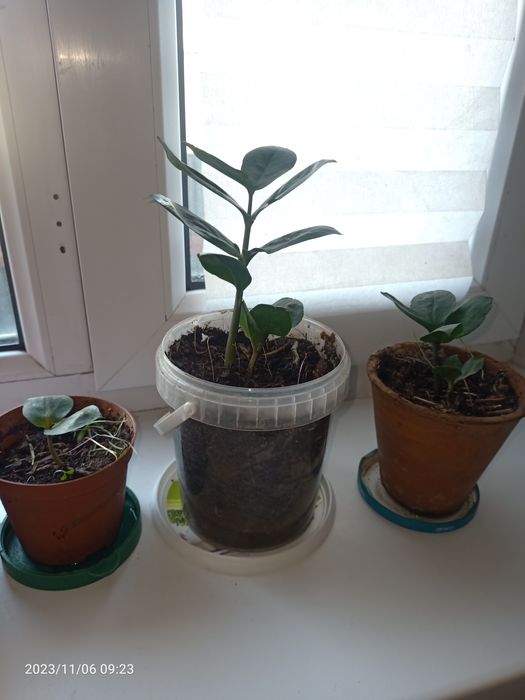 Долларовое дерево