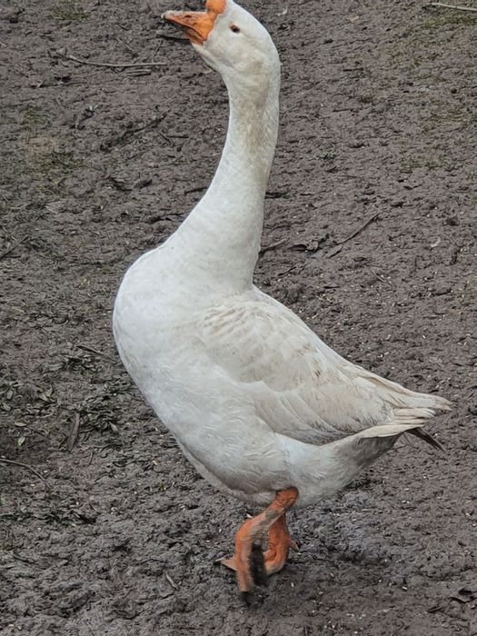 gaste albe de vanzare