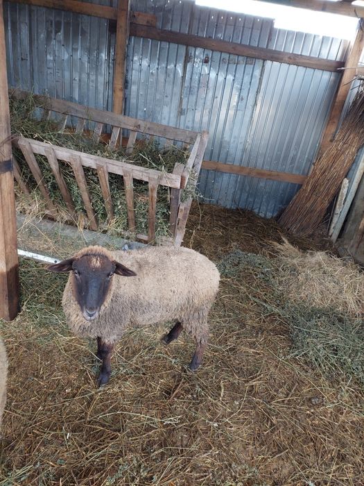 Vând 2 berbecuti tineri