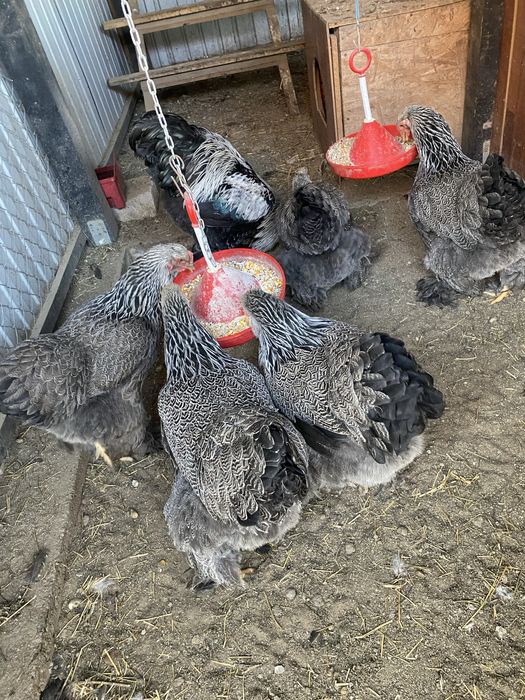 Oua incubat Brahma Herminat inchis