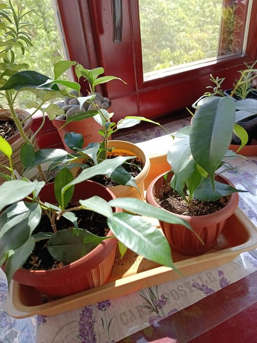 Росточки размарина