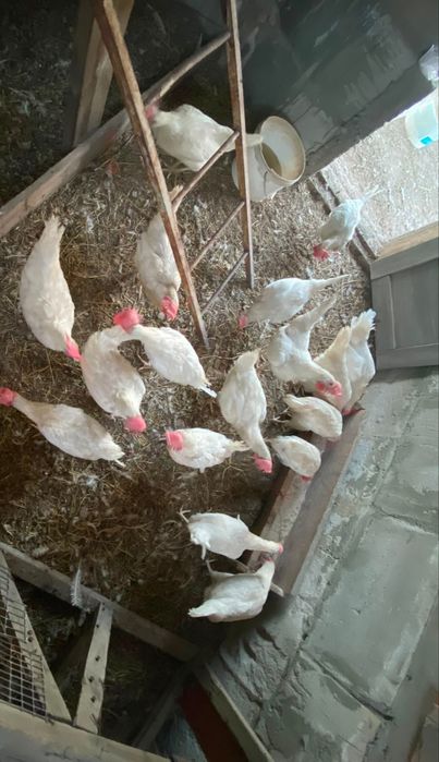 Куры несушки продам