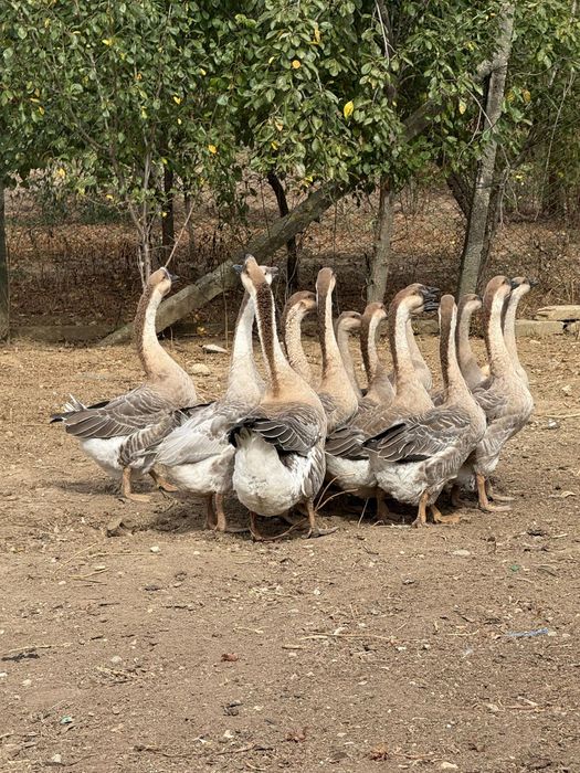 Gâște și Gâscani chinezești! Promoția 2025!