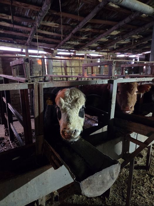 Продажа скота бычки