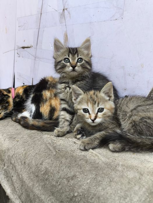 Отдам котят ,в добрые руки